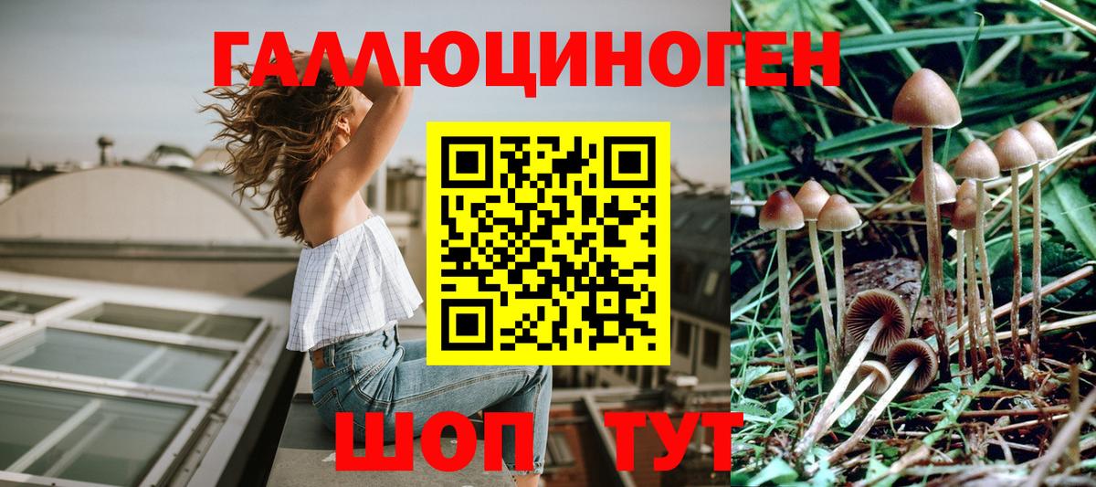 Алейск  Галлюциногенные грибы Psilocybine cubensis  закладки  Псилоцибиновые грибы Psilocybine cubensis  Вход с VPN 